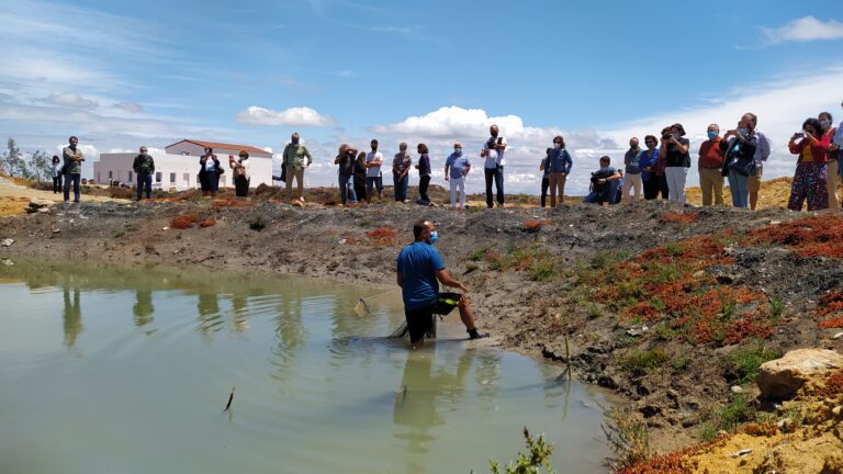 Lee más sobre el artículo Reviven las salinas artesanales de Cádiz