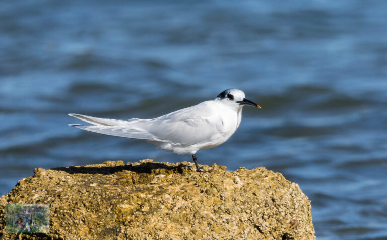 Lee más sobre el artículo Explora las aves que habitan Marambay