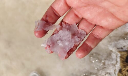 Flor de Sal Marambay: Sabor gourmet de la Bahía de Cádiz