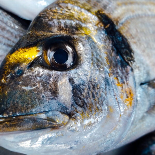 Primer plano de la cabeza de una dorada de estero