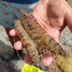 Langostinos de estero con cola azul sostenidos en la mano