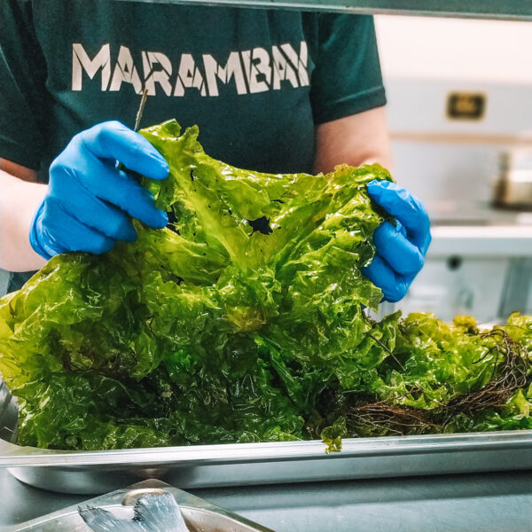 Lechuga de mar fresca manipulada en cocina