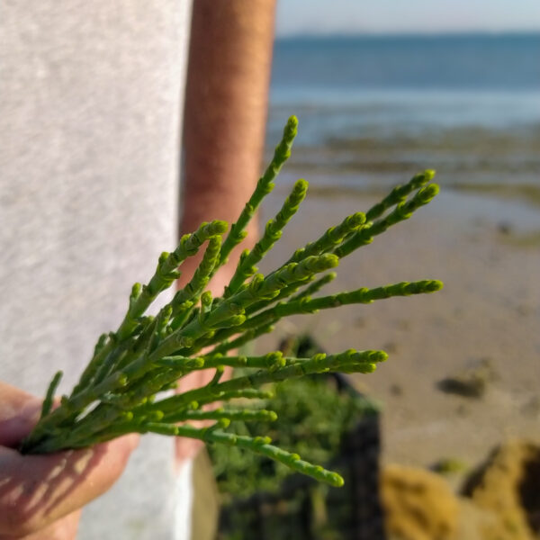 Mano sujetando una planta de salicornia o esparrago de mar en el restaurante Marambay bahia de cadiz
