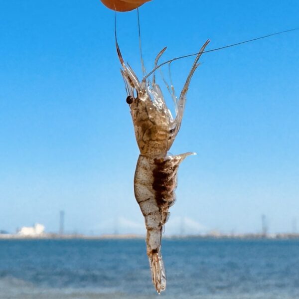 Camarón sostenido por los bigotes con el puente de La Pepa al fondo