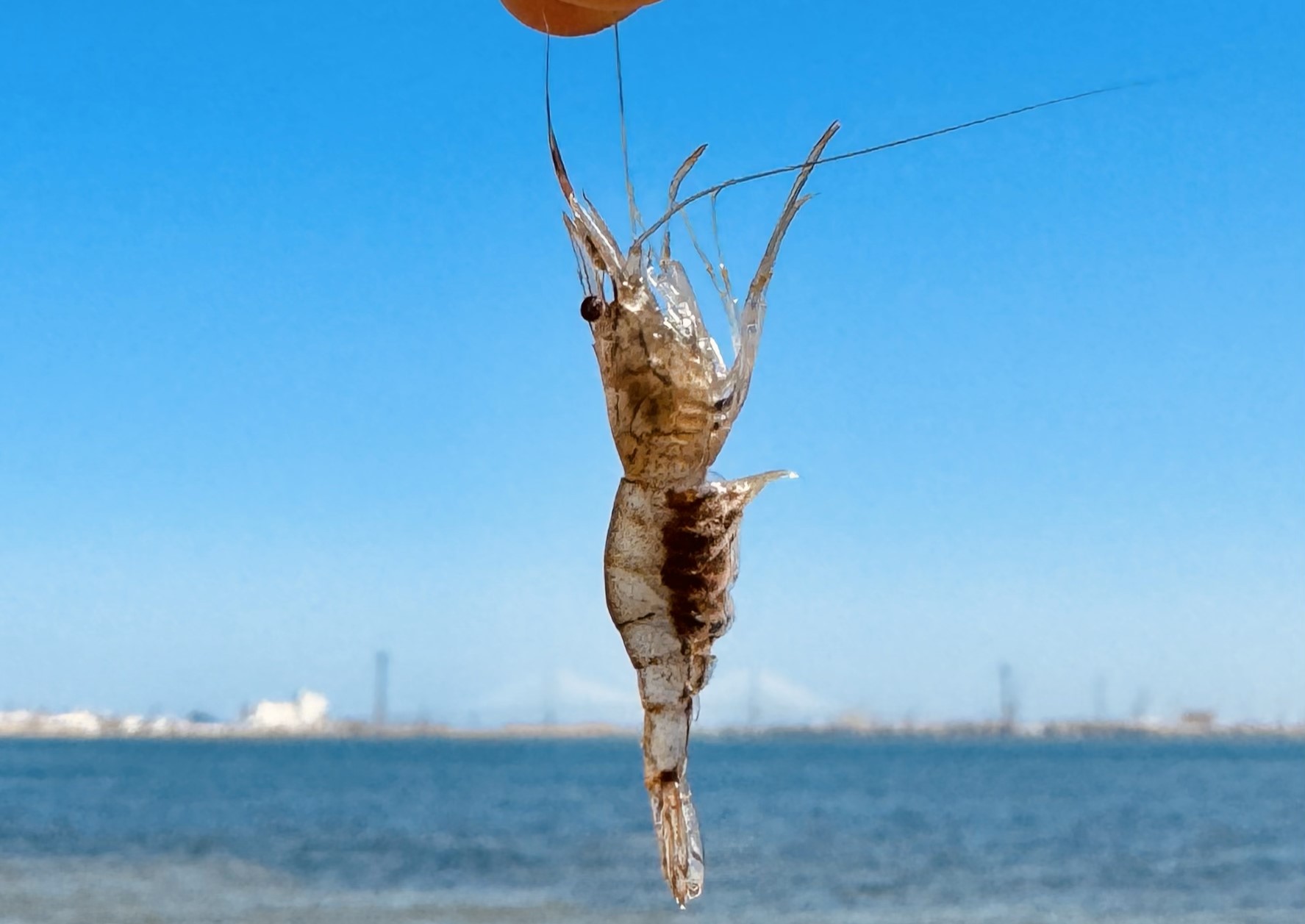 Camarón sostenido por los bigotes con el puente de La Pepa al fondo