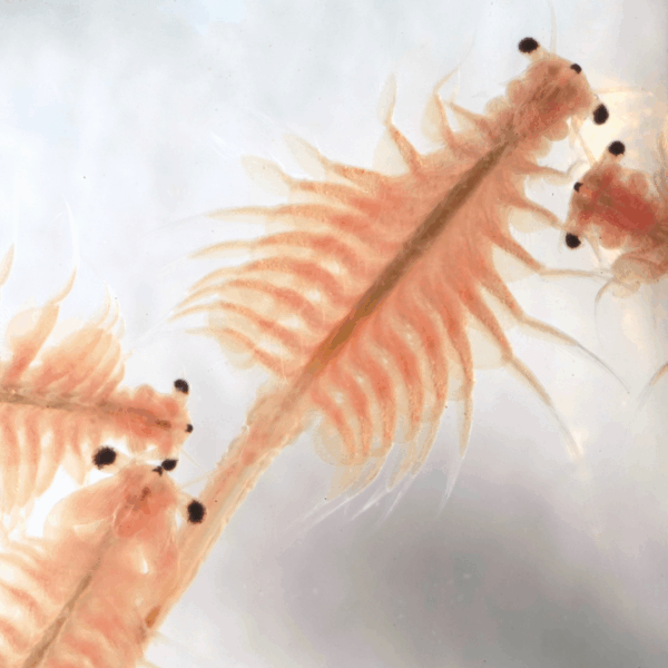 Cría de Artemia salina en las salinas artesanales de Marambay