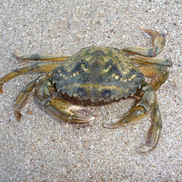 Cangrejo verde sobre arena en los esteros de Marambay